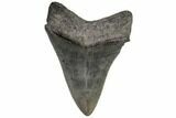 Serrated, Fossil Megalodon Tooth - Georgia #107240-2